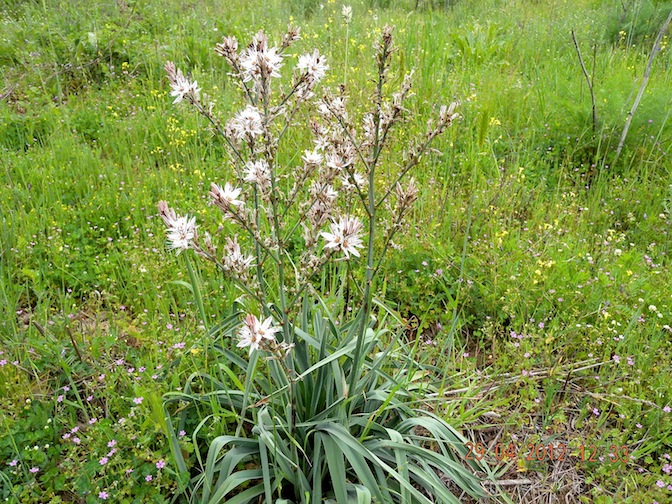 Asphodelus ramosus / Asfodelo ramoso